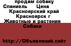 продам собаку Спаниель.  › Цена ­ 1 500 - Красноярский край, Красноярск г. Животные и растения » Собаки   